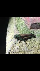 Coscineuta pulchripes