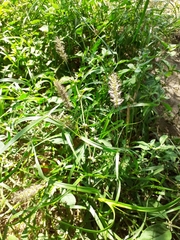 Setaria verticillata