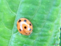 Coelophora inaequalis