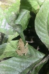 Pristimantis lanthanites