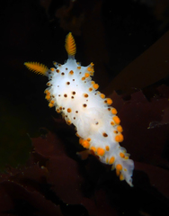 Crimora coneja