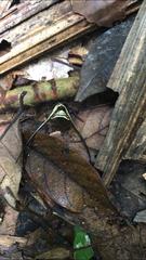 Micrathena cyanospina