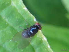Diptera