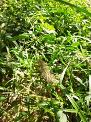 Setaria verticillata