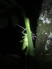 Panacanthus cuspidatus