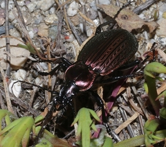 Carabus morbillosus