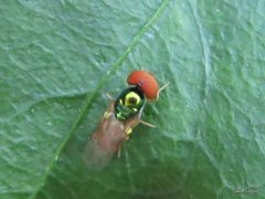 Diptera