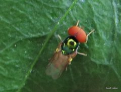 Diptera