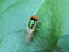Diptera
