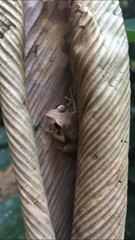 Pristimantis luscombei