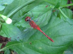 Diplacodes bipunctata