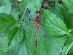 Diplacodes bipunctata