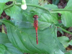 Diplacodes bipunctata