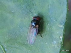 Diptera