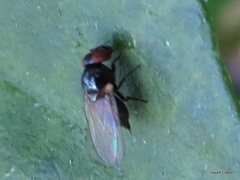 Diptera