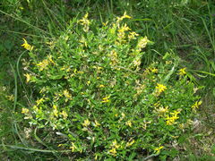 Genista germanica
