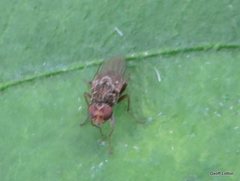 Diptera