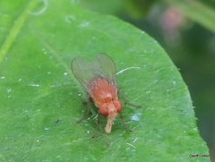 Diptera
