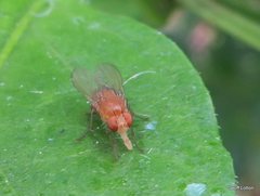 Diptera