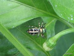 Cosmophasis