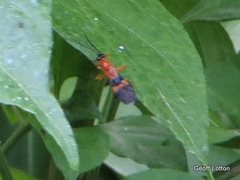 Hymenoptera