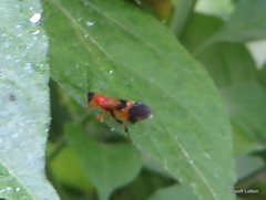Hymenoptera