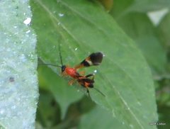 Hymenoptera