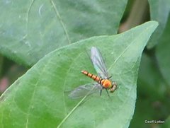Insecta