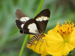 Nyctemera baulus