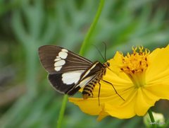 Nyctemera baulus