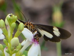 Nyctemera baulus