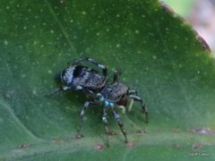 Salticidae