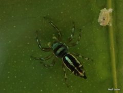 Cosmophasis thalassina