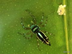 Cosmophasis thalassina