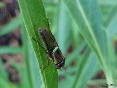 Odontomyia