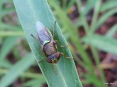 Odontomyia