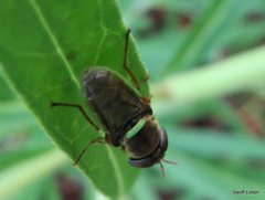 Odontomyia