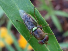 Odontomyia