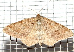 Lepidoptera