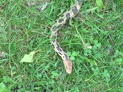 Pantherophis ramspotti