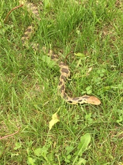 Pantherophis ramspotti