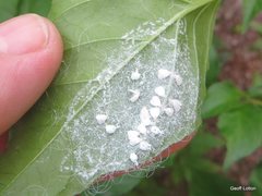 Aleurodicinae