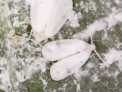 Aleurodicinae