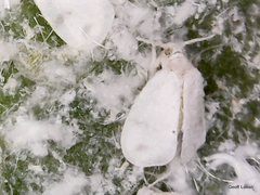 Aleurodicinae