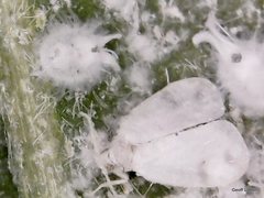Aleurodicinae