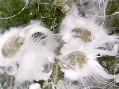 Aleurodicinae