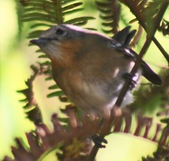 Chasiempis sclateri