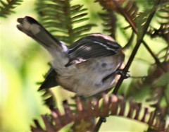 Chasiempis sclateri