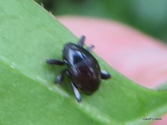 Trigonopterus