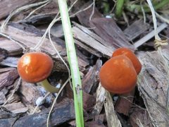 Agaricales